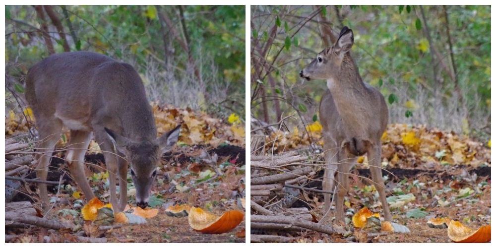 thanksgiving-christmas-deer-1.jpg