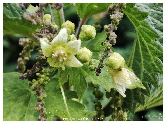 nettle_flowers.jpg