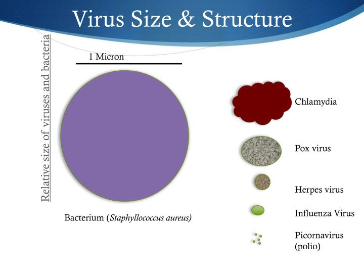 virus-size-structure-n.jpg