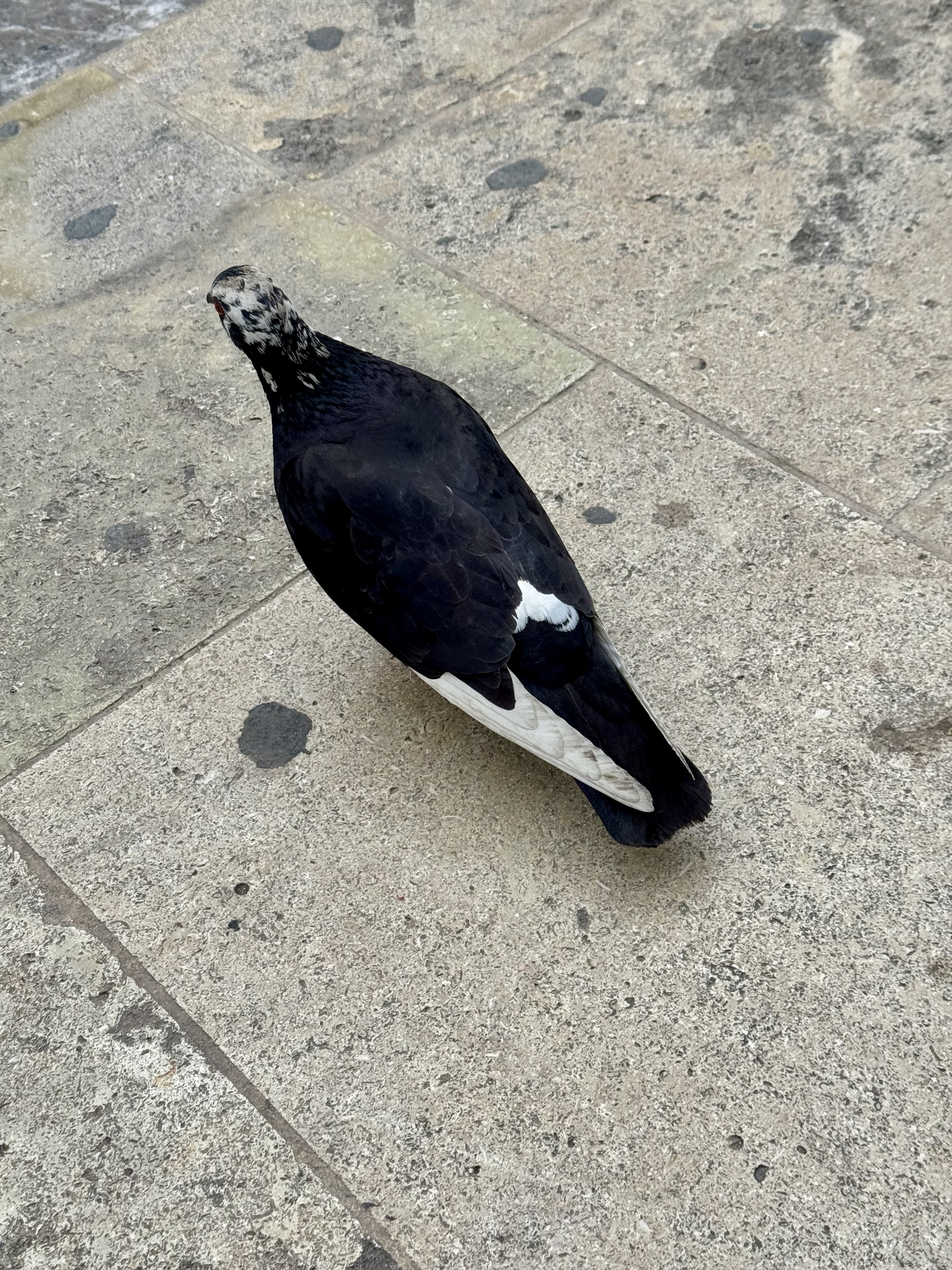 IMG_5924.jpeg