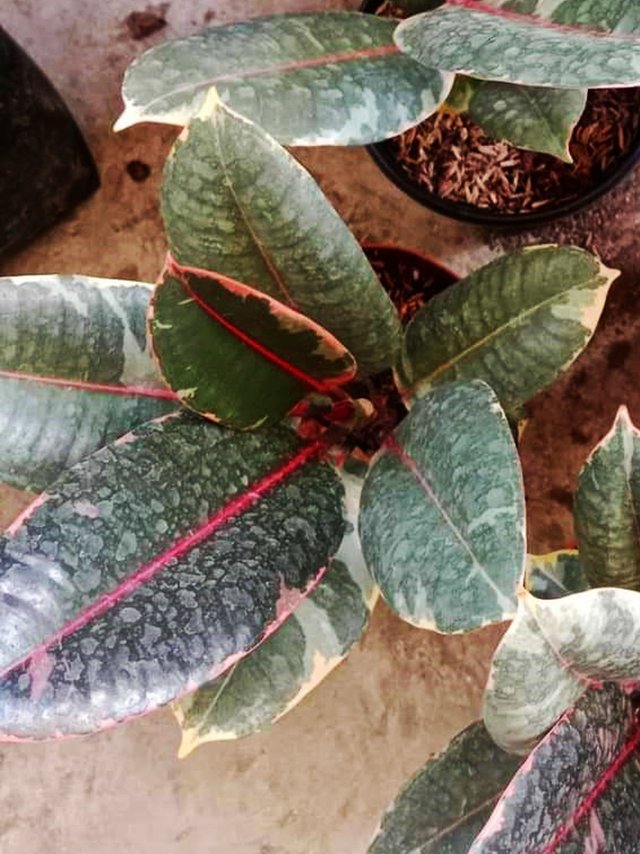 Rubber Tree 2.jpg