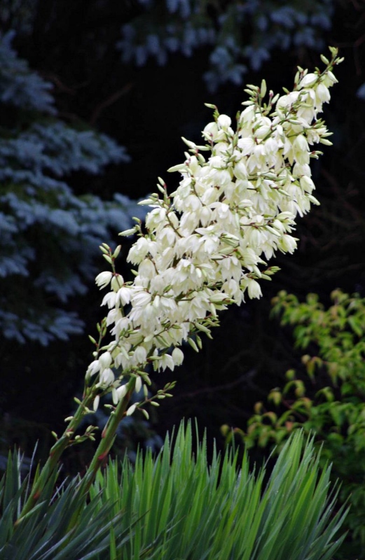 flowers-white-yucca.jpg