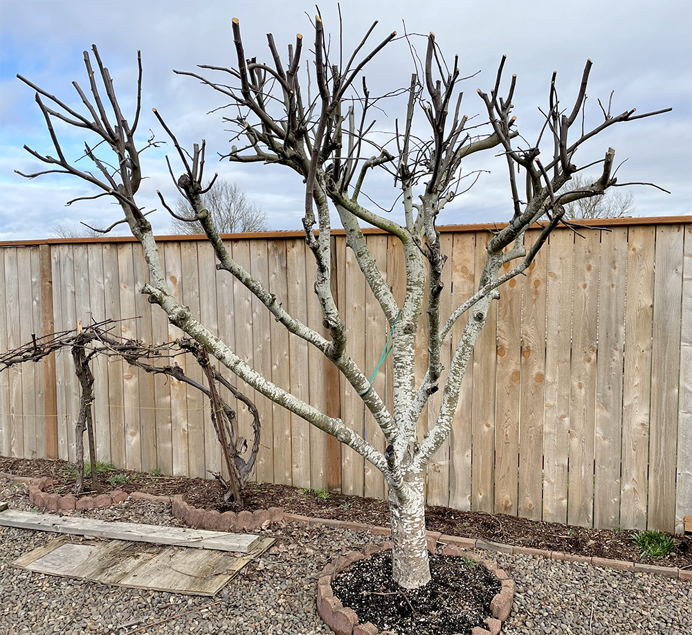 Yard Work—Pruned Tree.png