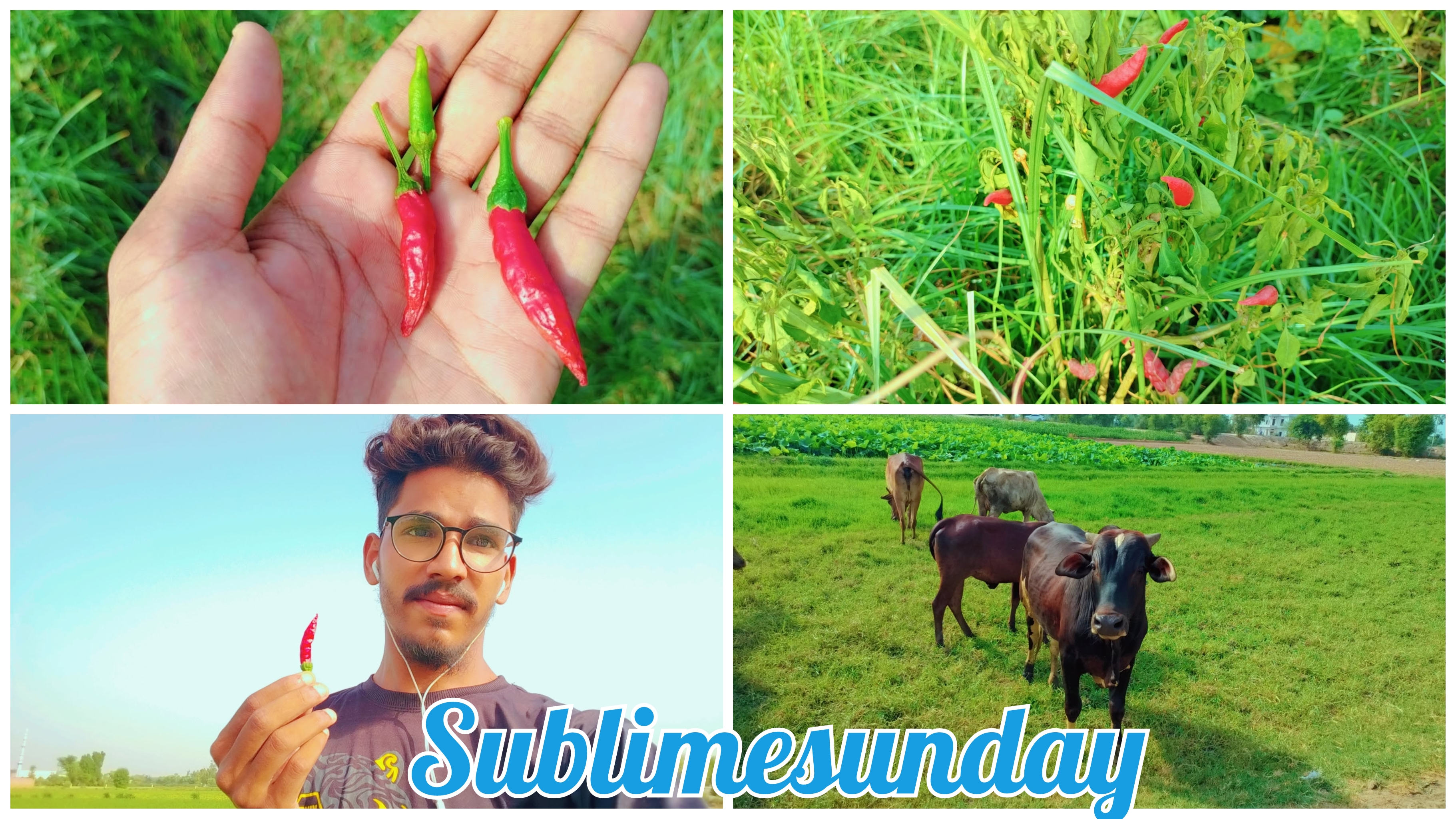 PhotoCollage_1755142739515.jpg