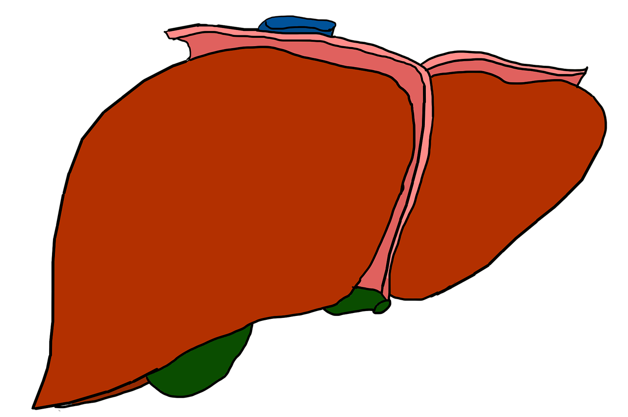 liver-3332302_1280.png