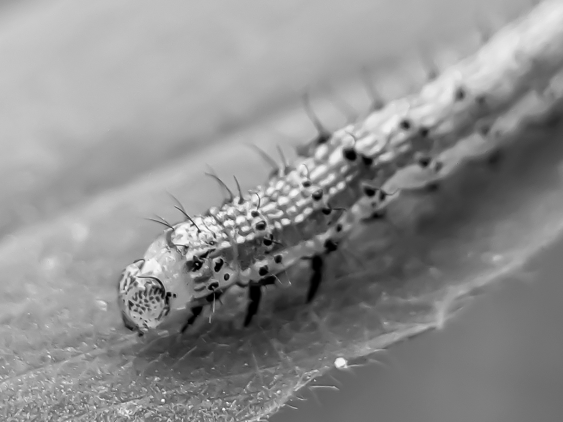 caterpillar (3).jpg