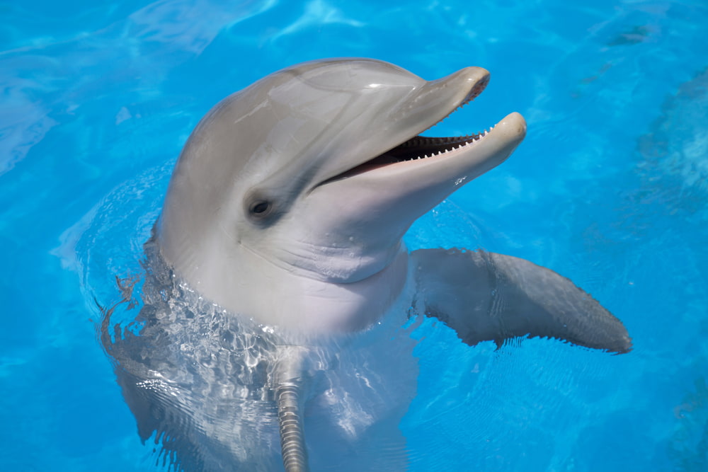 Smiling-dolphin-1.jpg