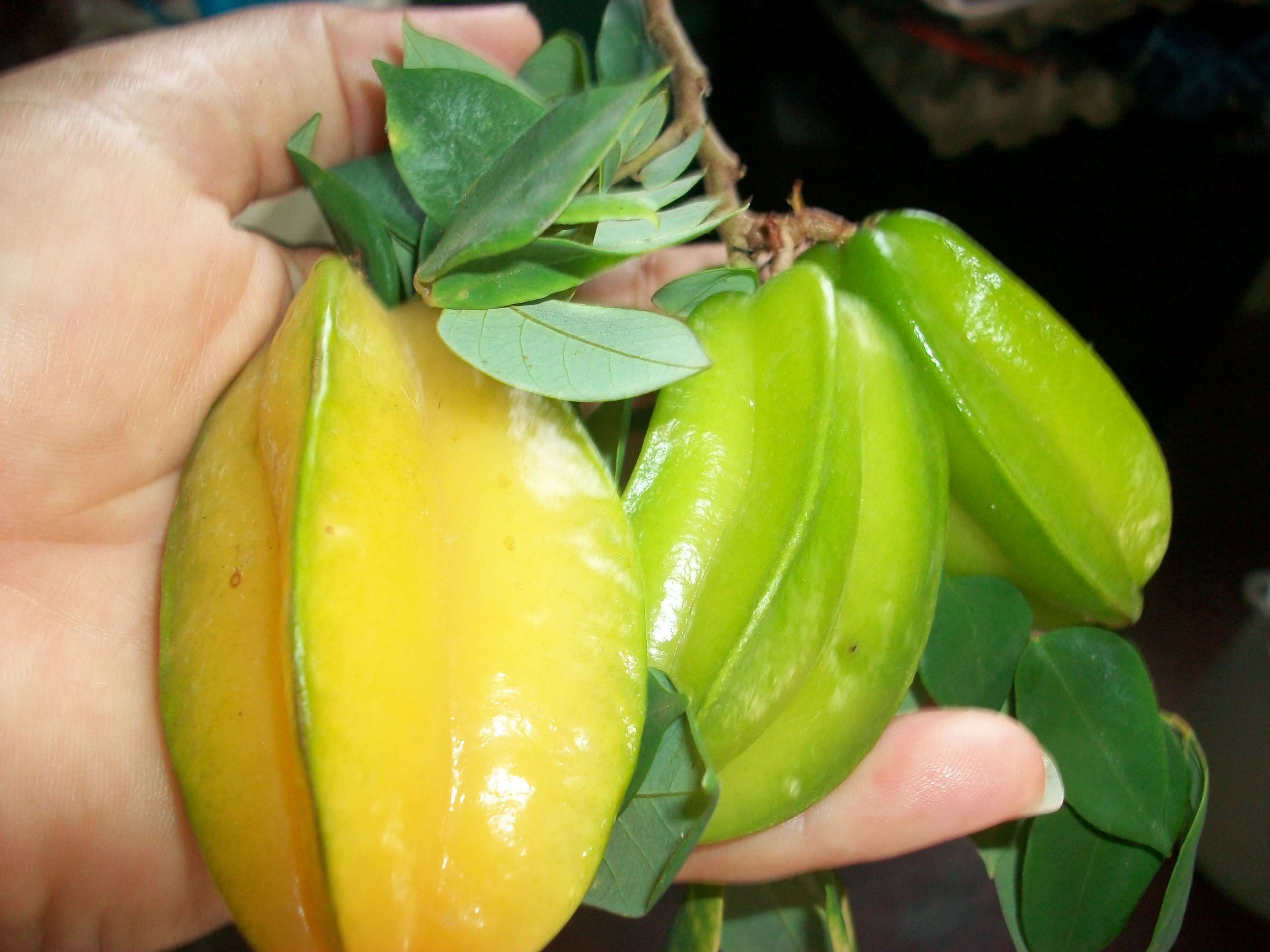 Beneficios Y Propiedades Que Nos Brinda El Tamarindo Chino Y La Pina Hive