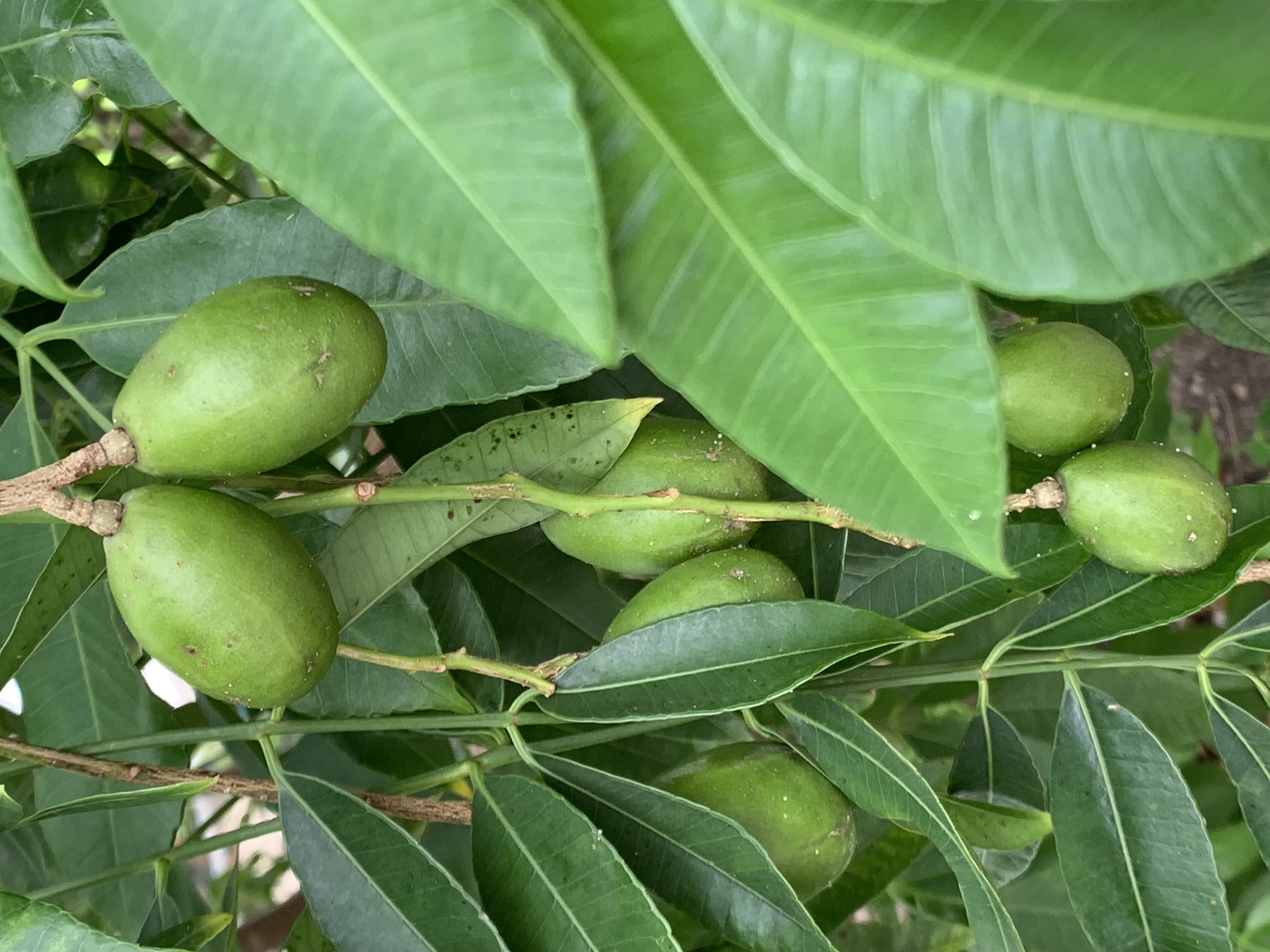 fruit20.jpg