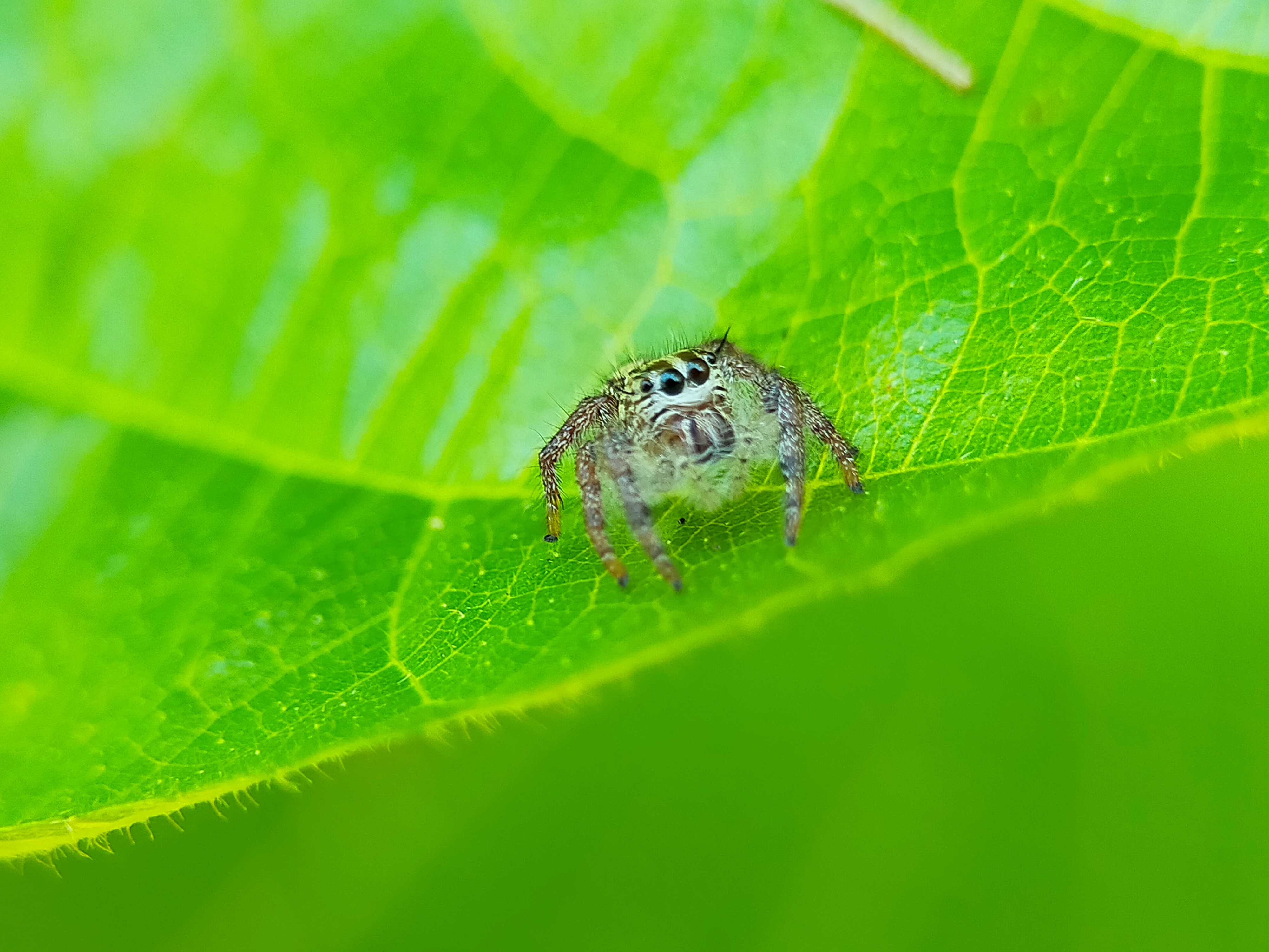 Jumping Spider (4).jpg