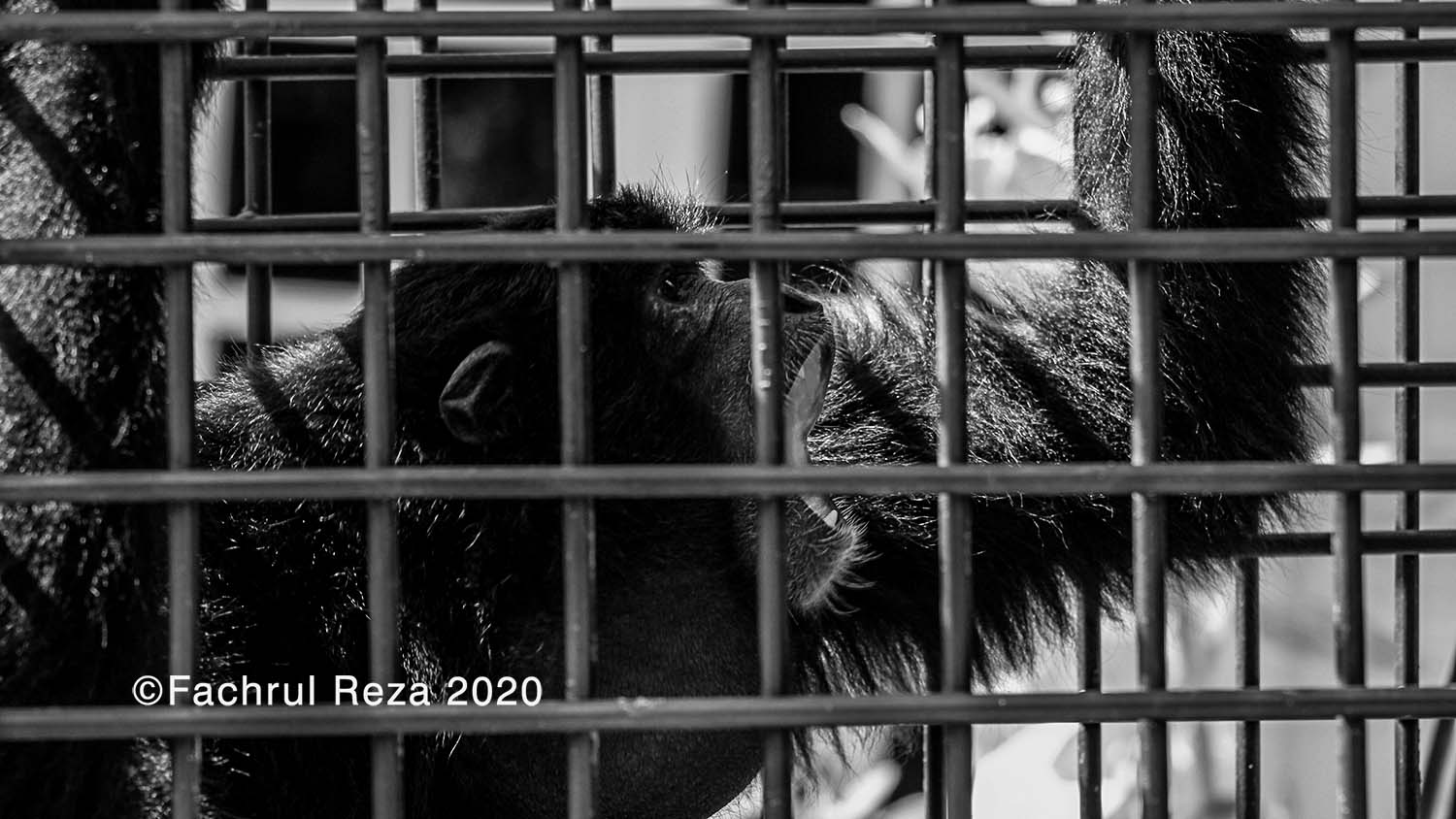 evacuation_siamang_gibbon_lhokseumawe_16H.jpg