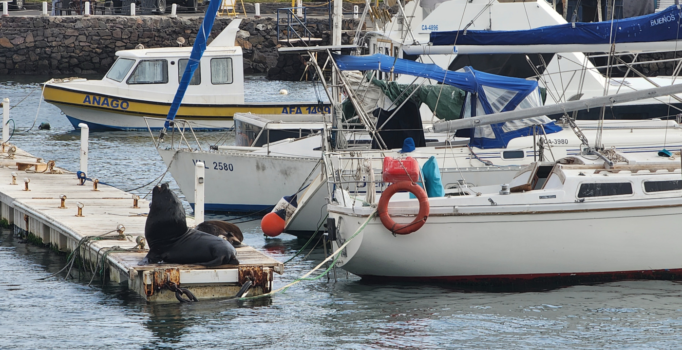 sealion-yacht-001.jpg