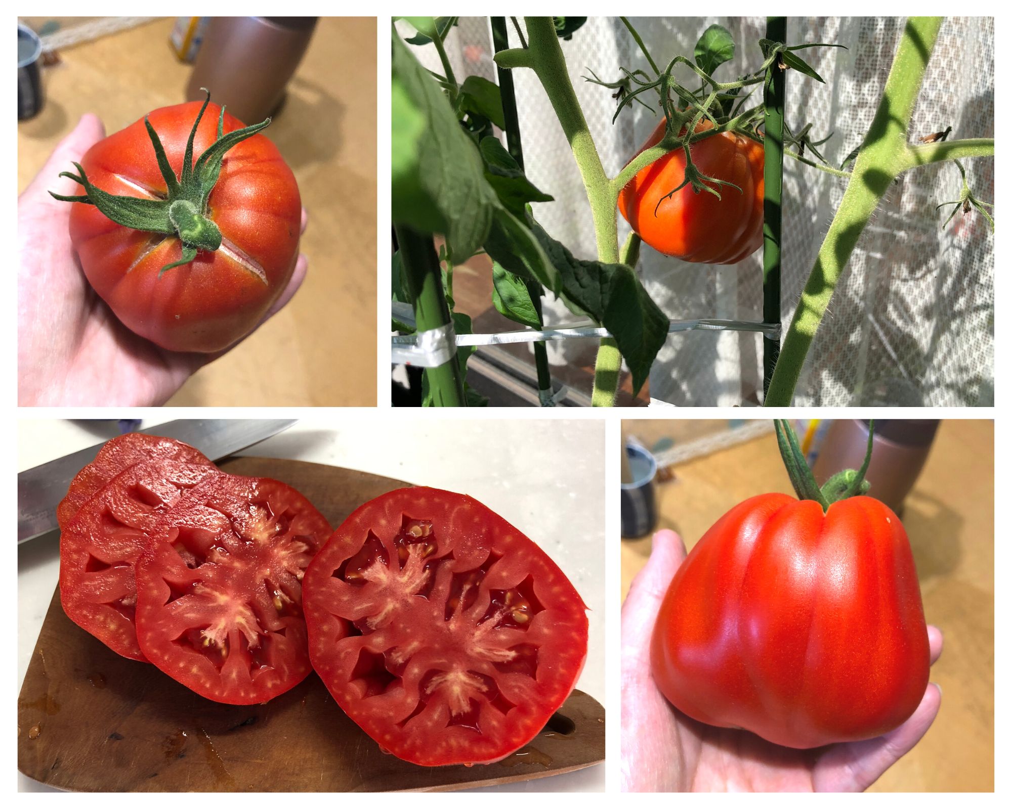  " " \" \"tomatoズッカ20230730.jpg\"\"""