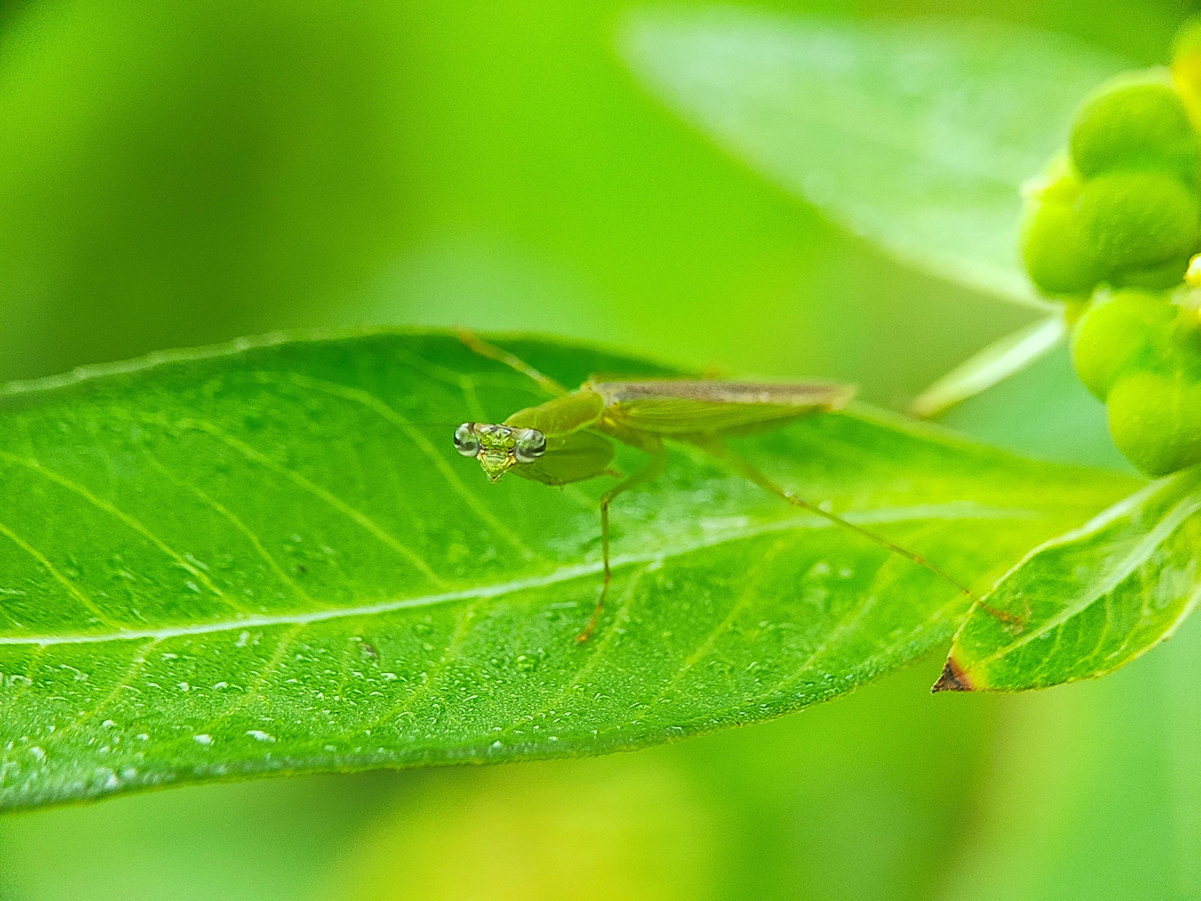 Orthodera Ministralis (20).jpg