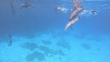GX010741_1746981012795(1).gif