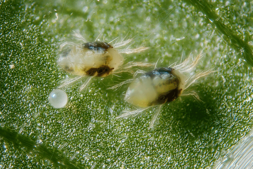 Two-females-and-one-egg-of-the-two-spotted-spider-mite-Tetranychus-urticae-Koch-Acari.png