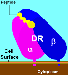 DR_Illustration.png