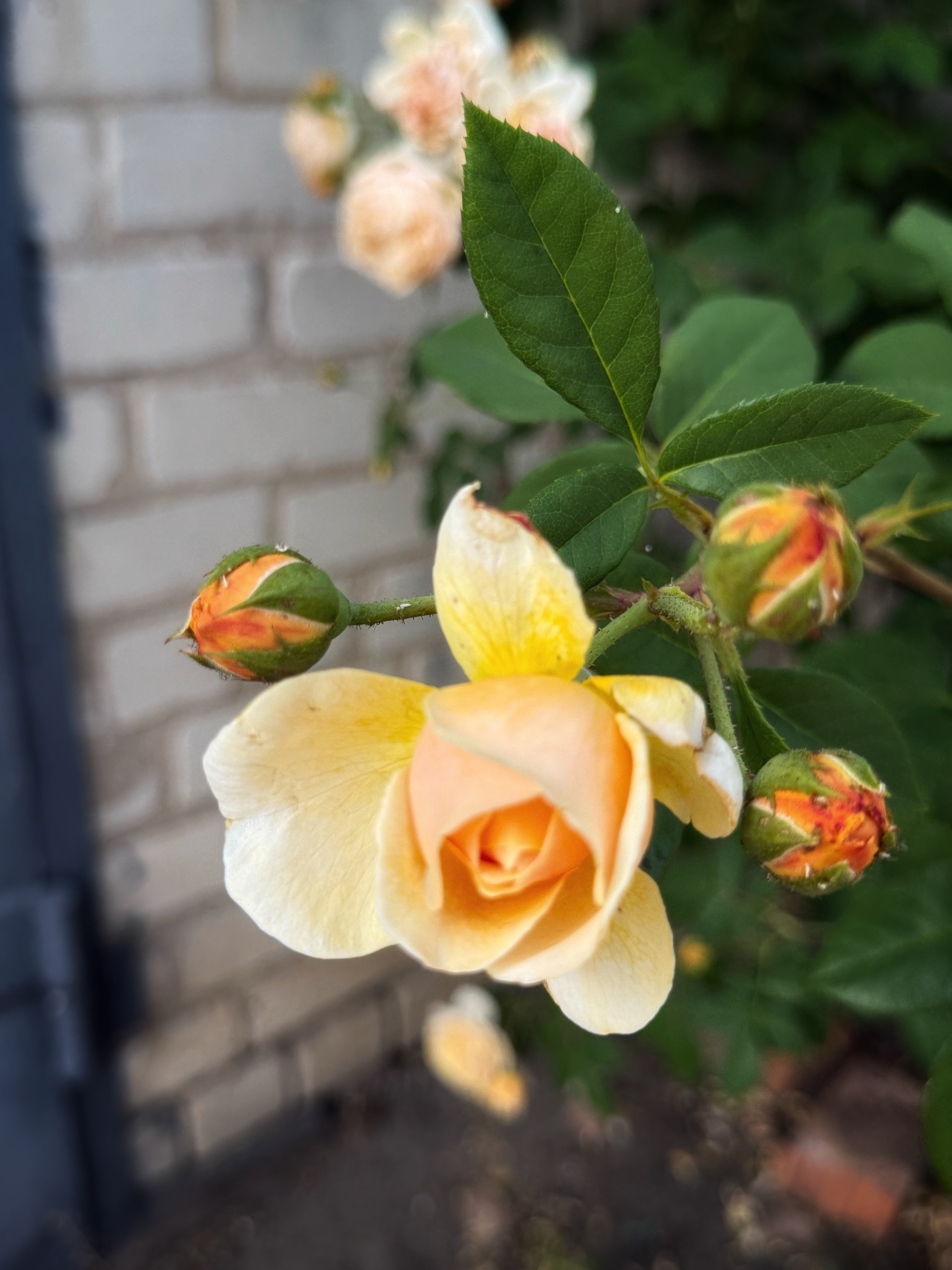 IMG_4064.jpeg
