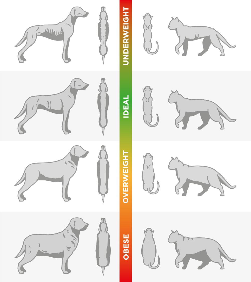 pet-obesity-overweight-cats-dogs-Body-Condition-Chart.png