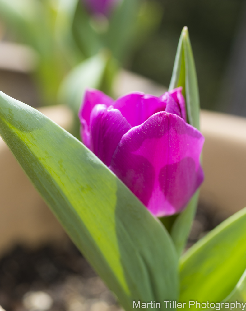 purple tulip (1 of 1).jpg