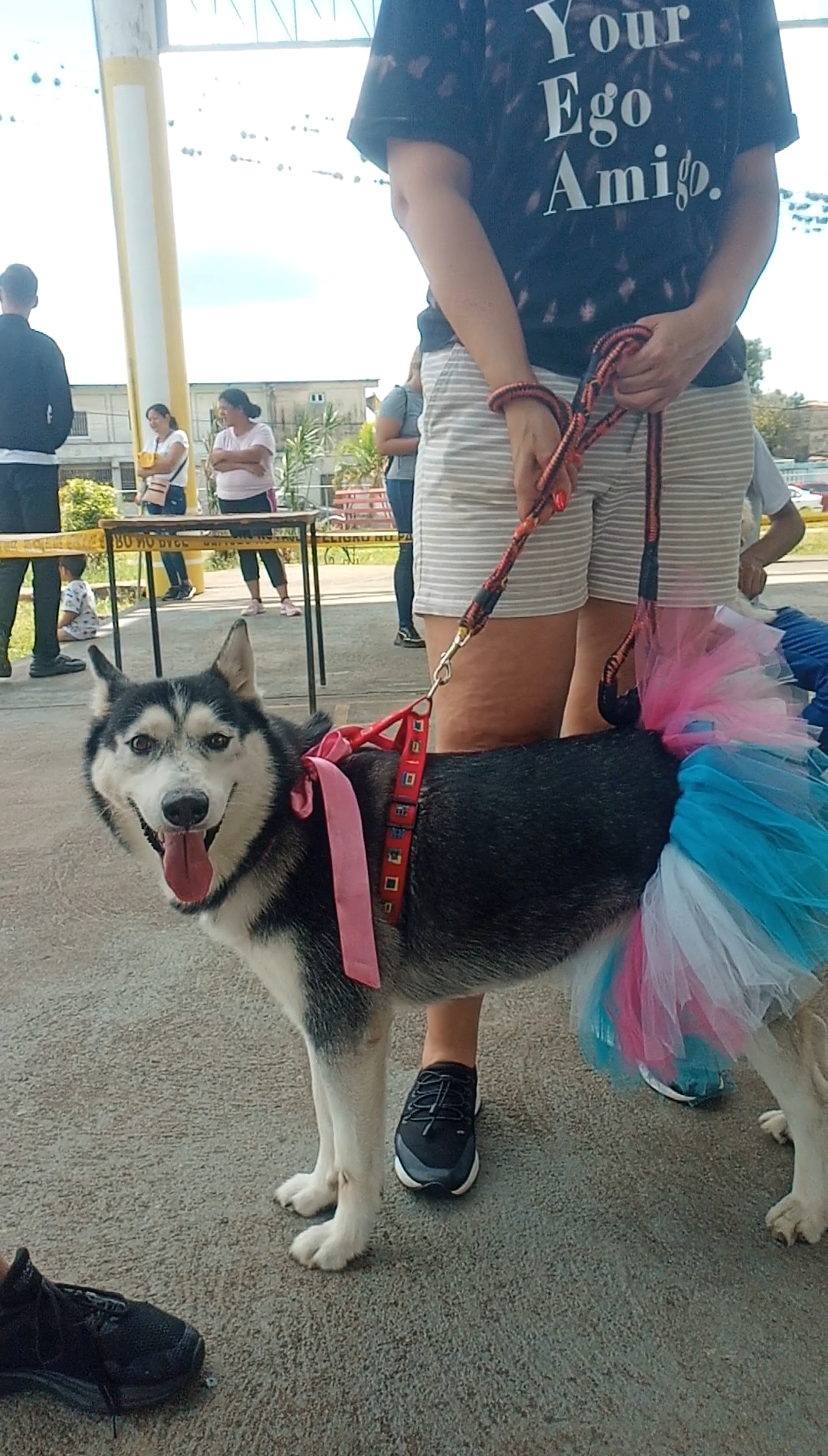 Husky con falda