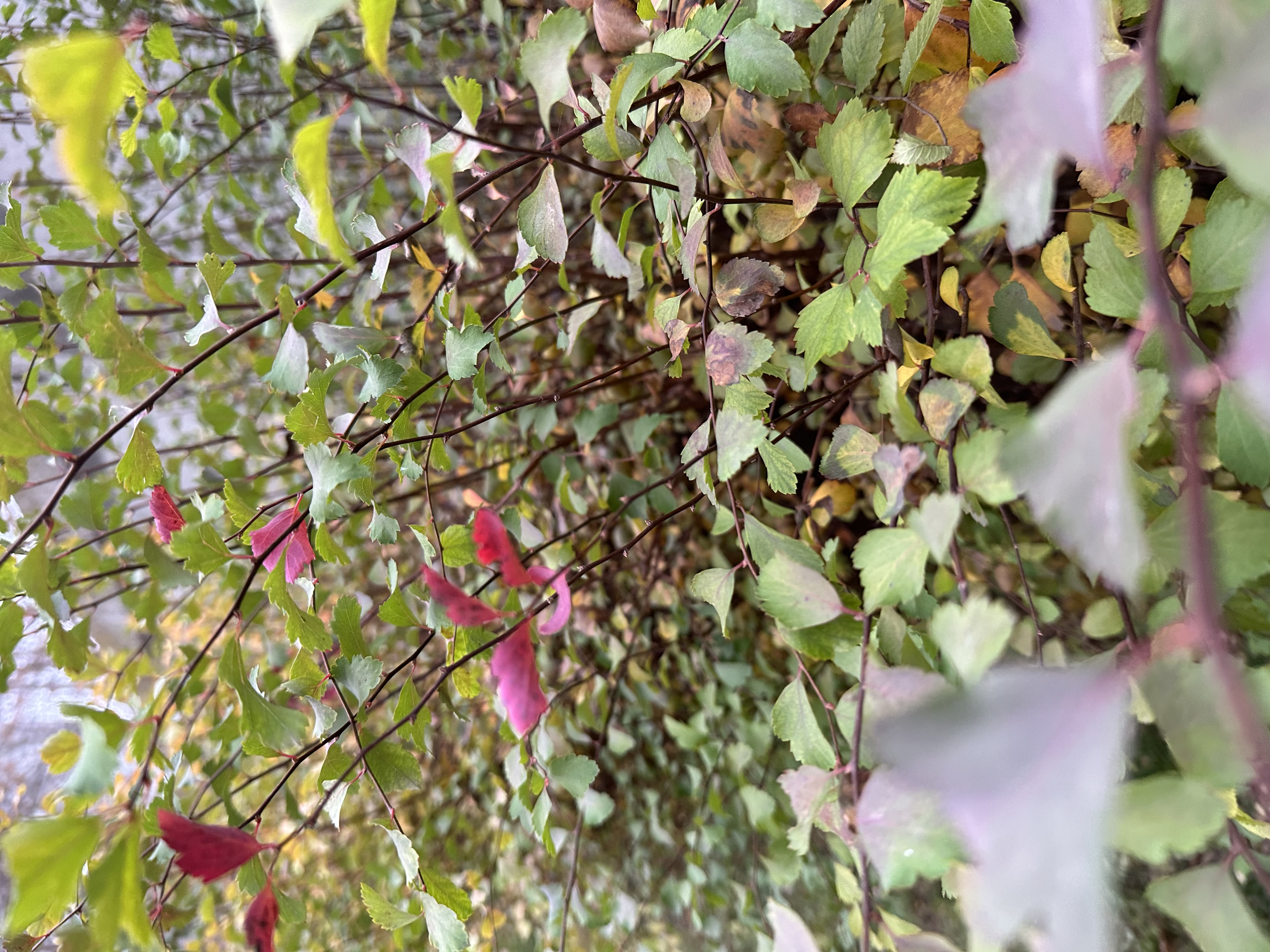 A3412B10-7679-41A3-9666-5F019A5D7C6A.jpeg