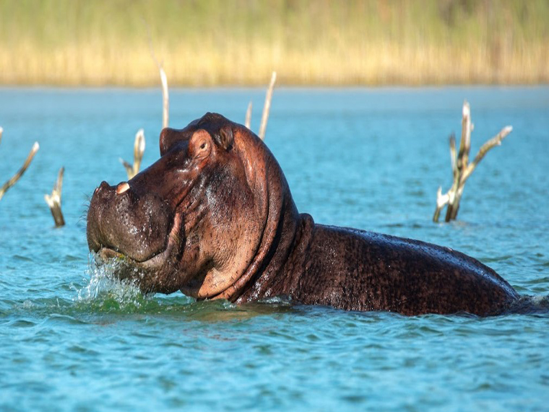 6_hippo_KosioForestLodge.jpg