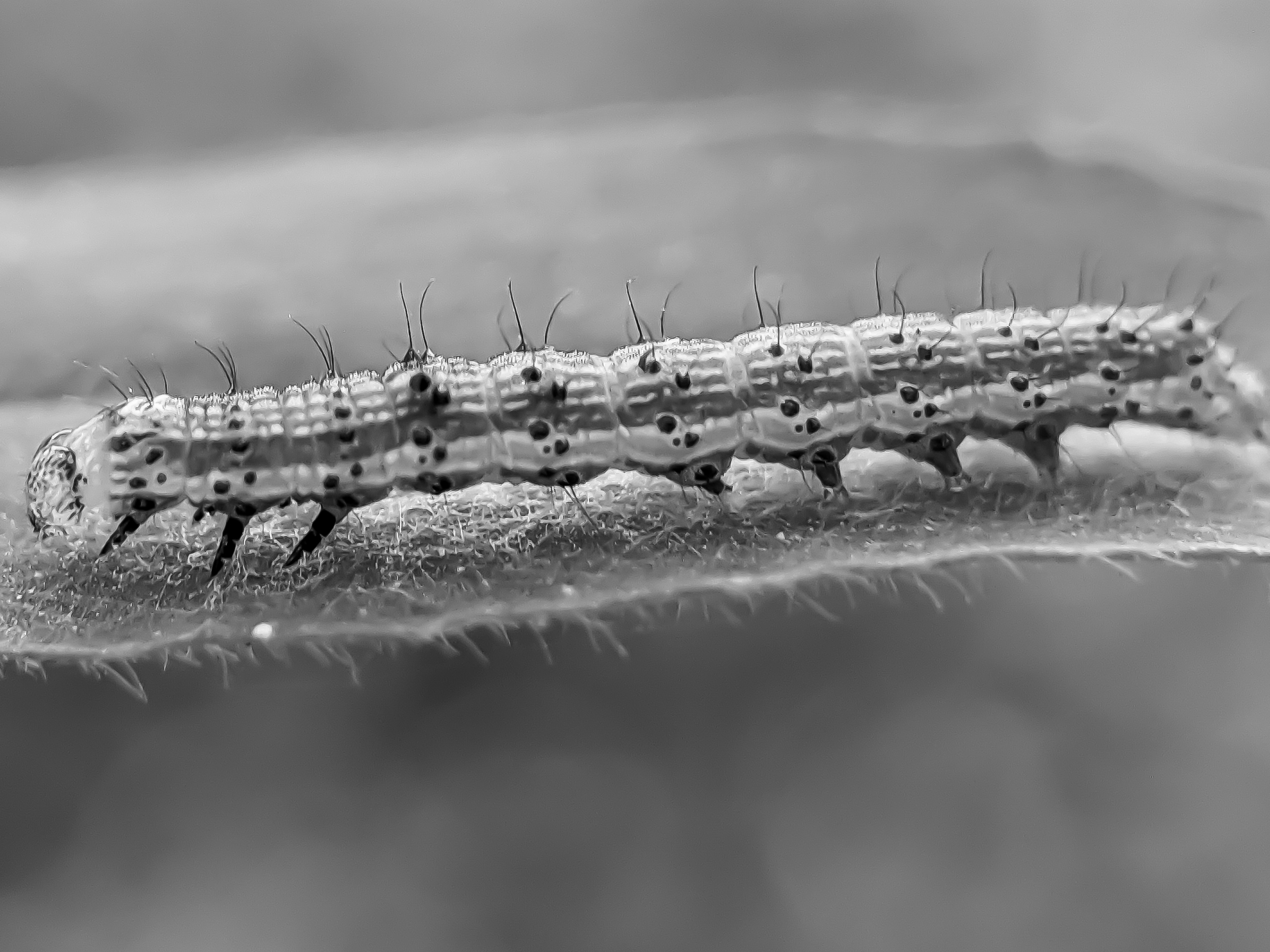 caterpillar (2).jpg