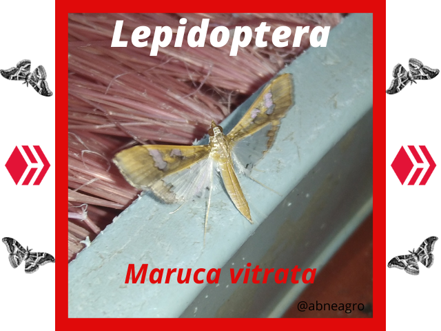 Lepidoptera(2).png