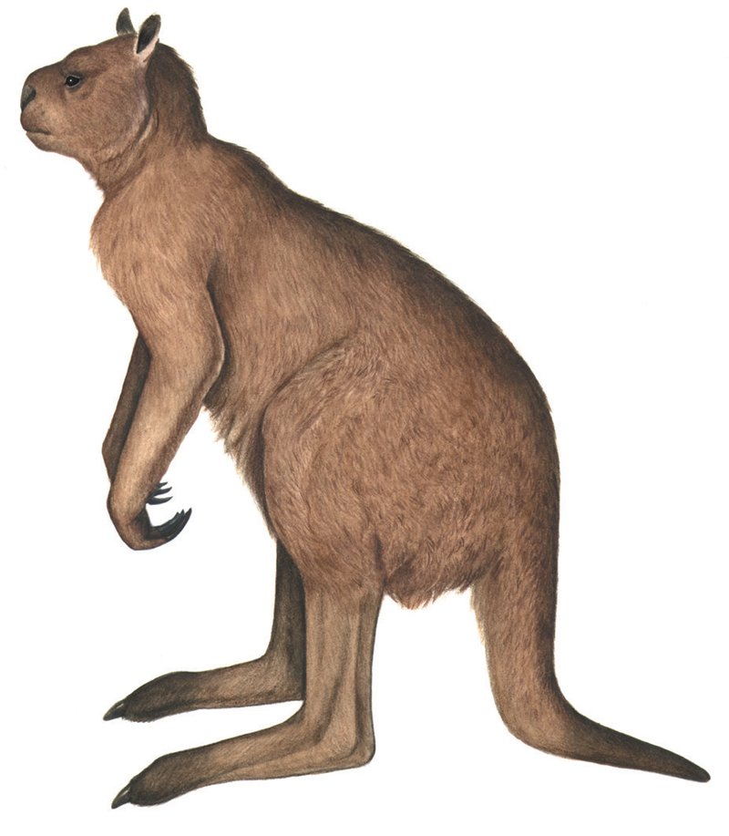 Procoptodon_goliah.width-800.a2a375e australian museum.jpg