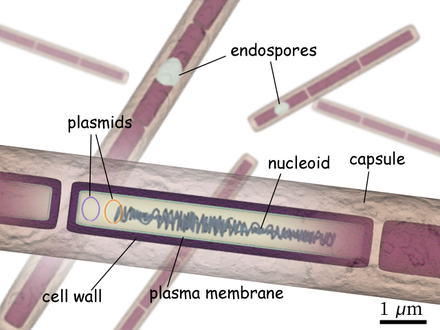440px-B_anthracis_diagram_en.png