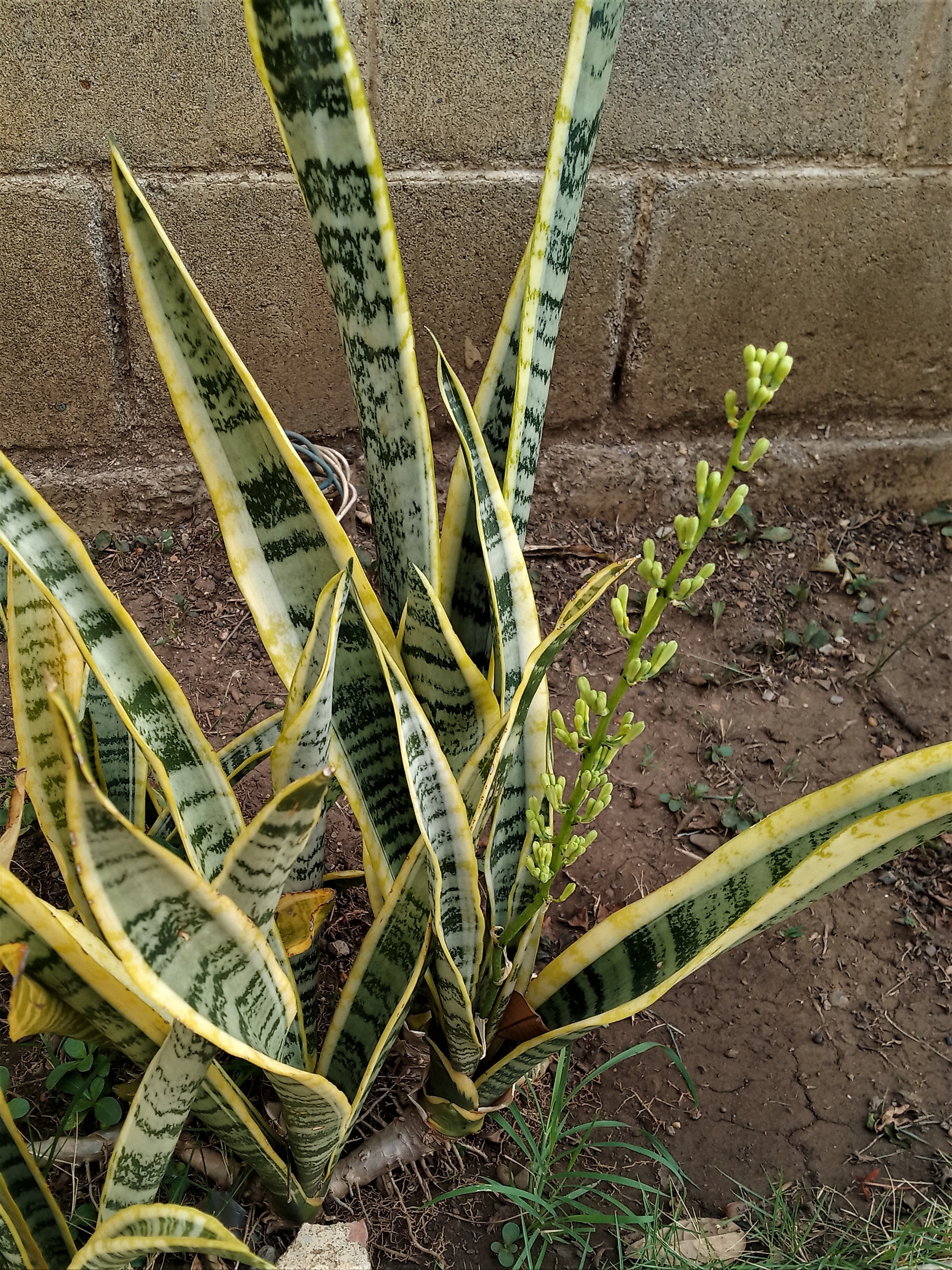 Decorando con la planta Sansevieria Trifasciata o Lengua de Suegra