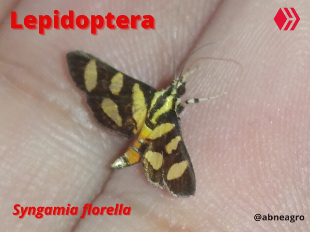 Automeris cf. jucunda (2).png