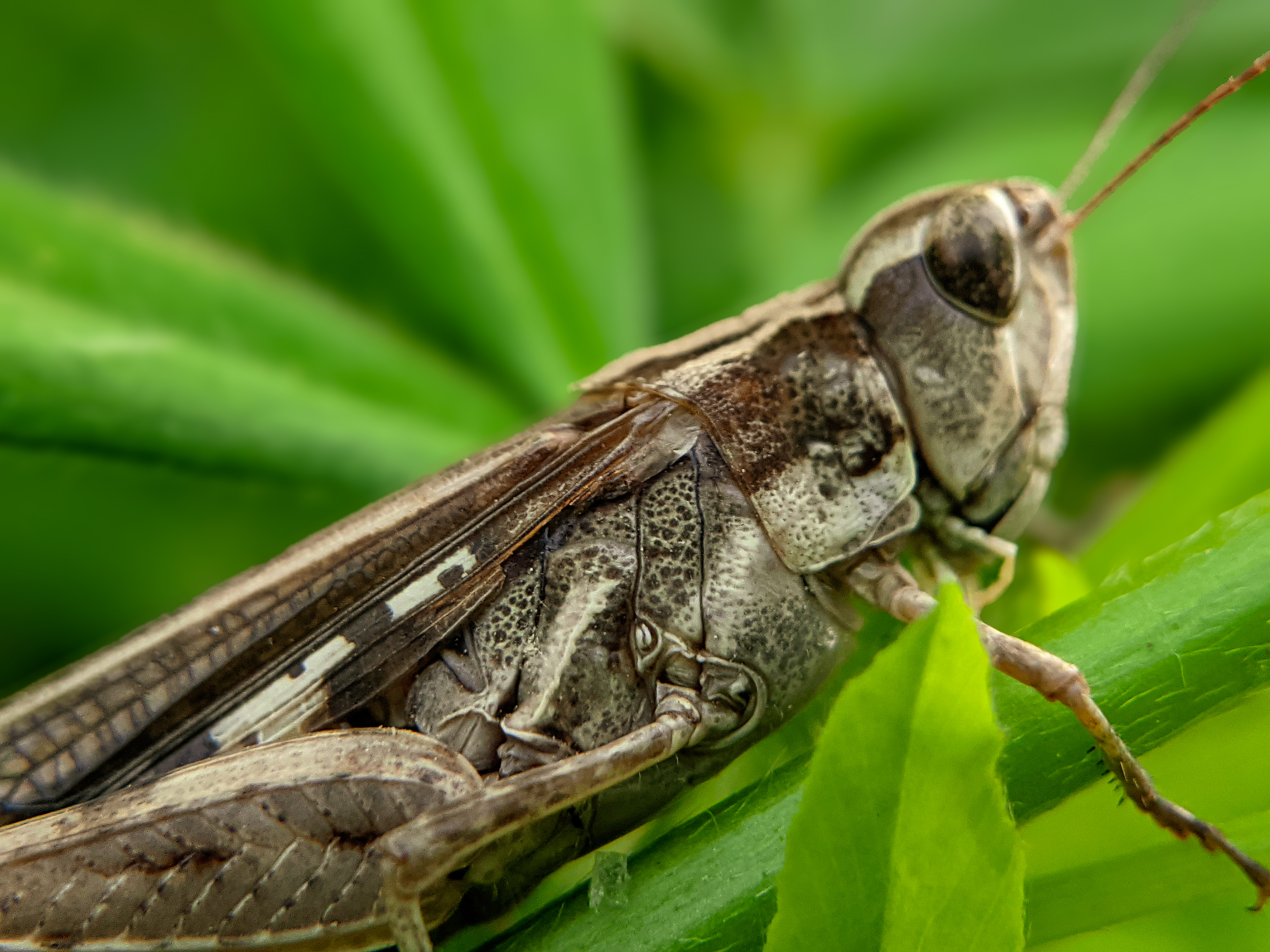 grasshopper (5).jpg