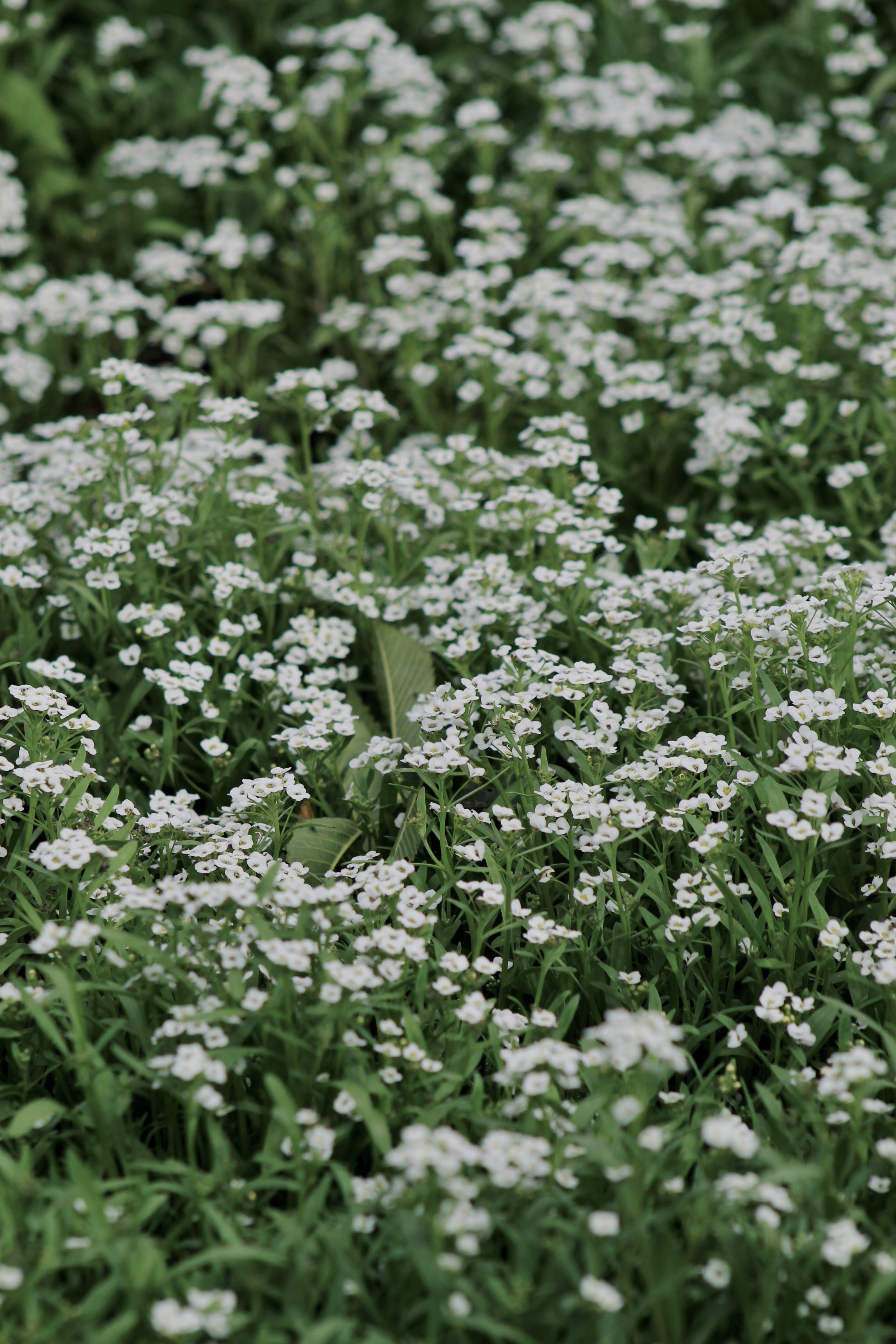 IMG_3332.jpeg