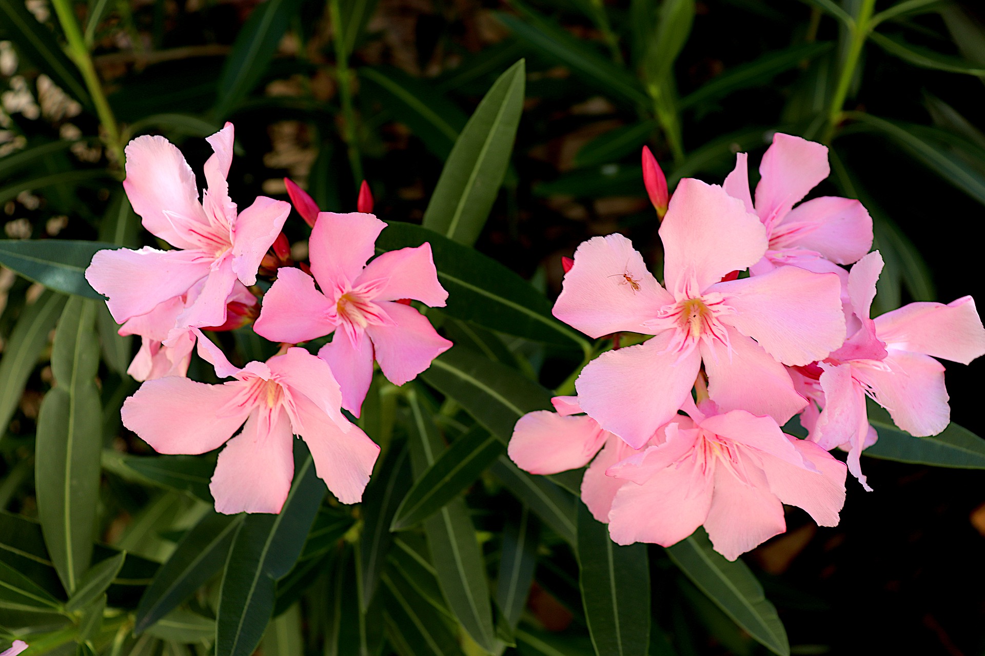 oleander-5394972_1920.jpg