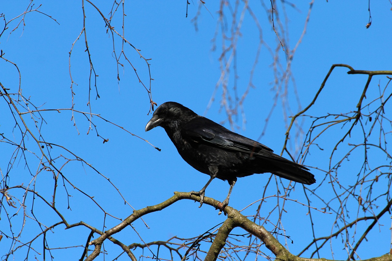 crow-284491_1280.jpg