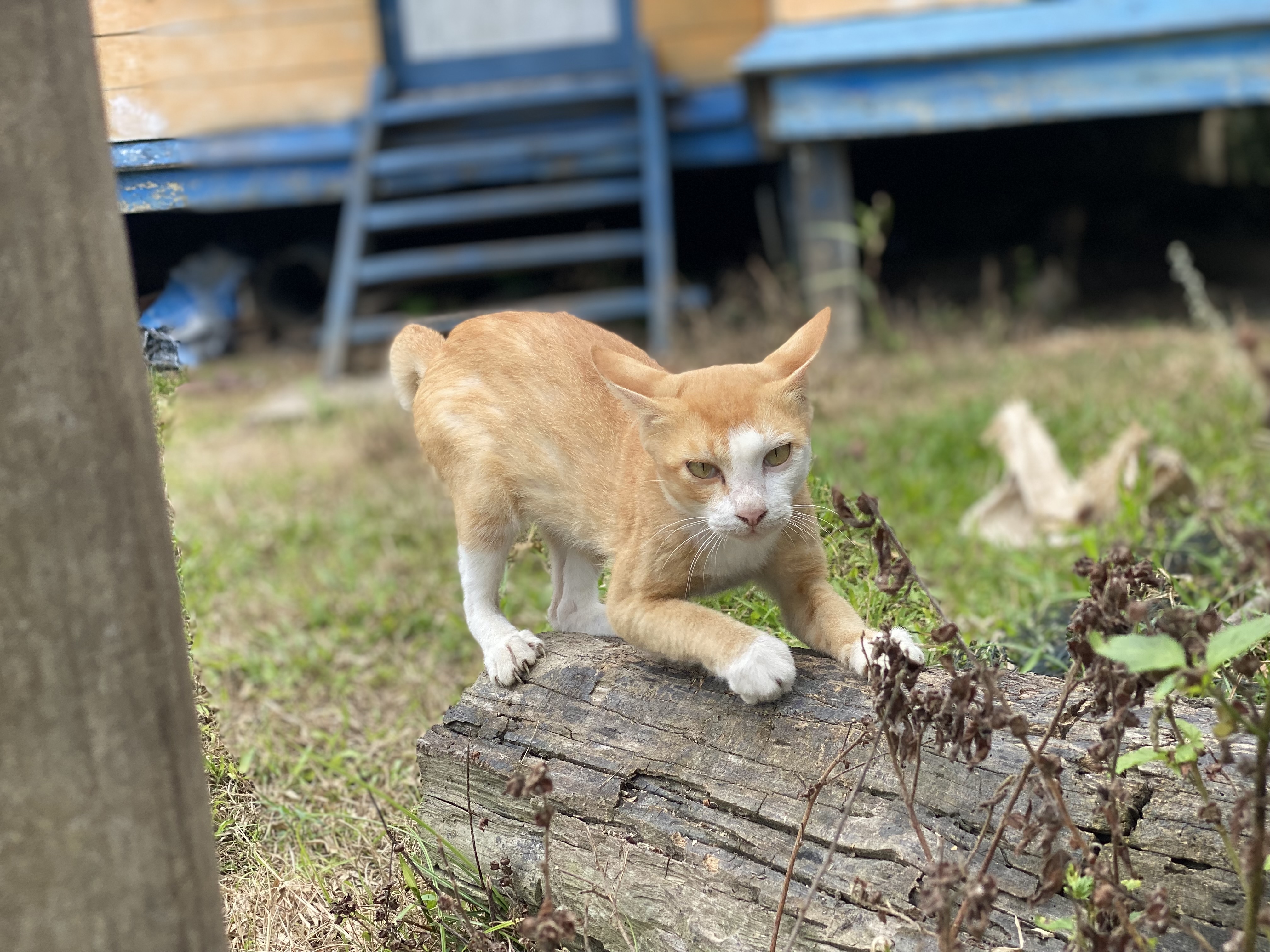 IMG_4734.jpeg