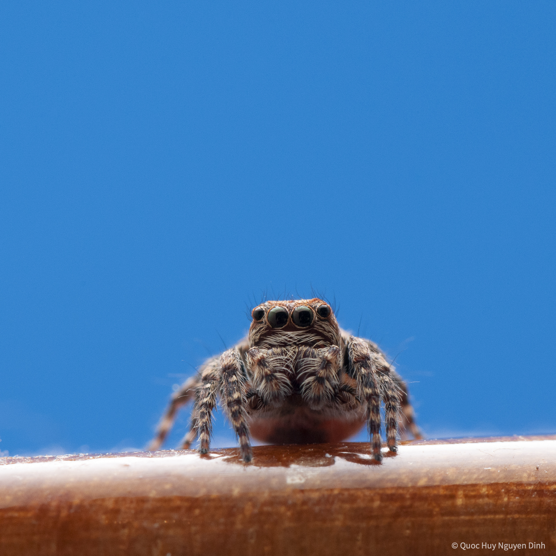 Jumping Spider - Servaea Villosa-09.jpg