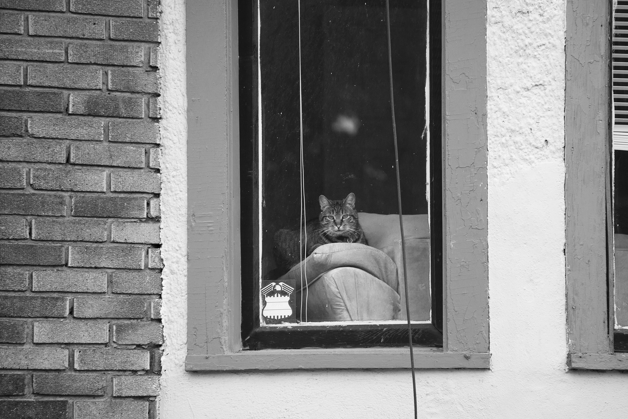 Window Cat s.jpg