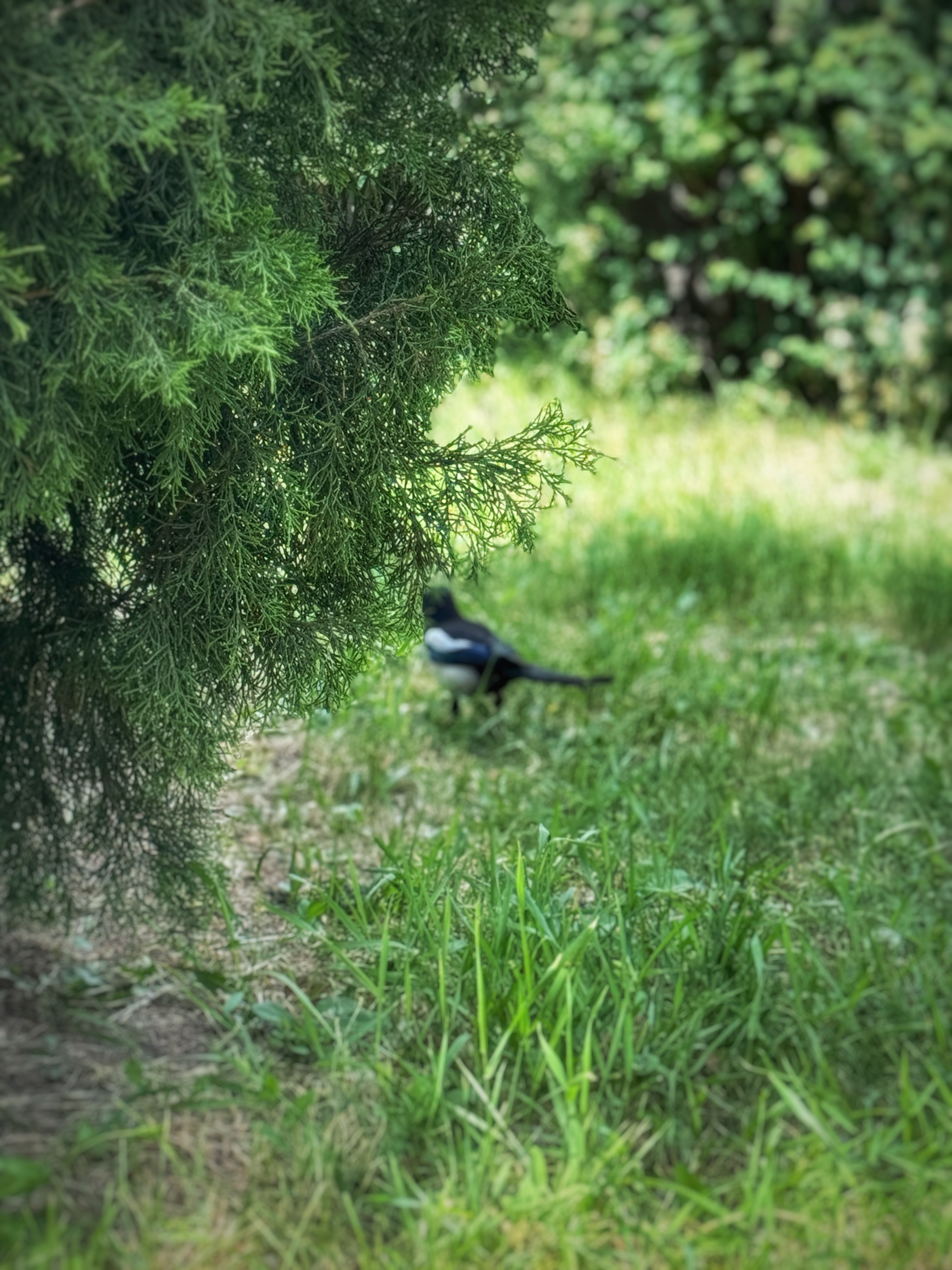 IMG_3309.jpeg