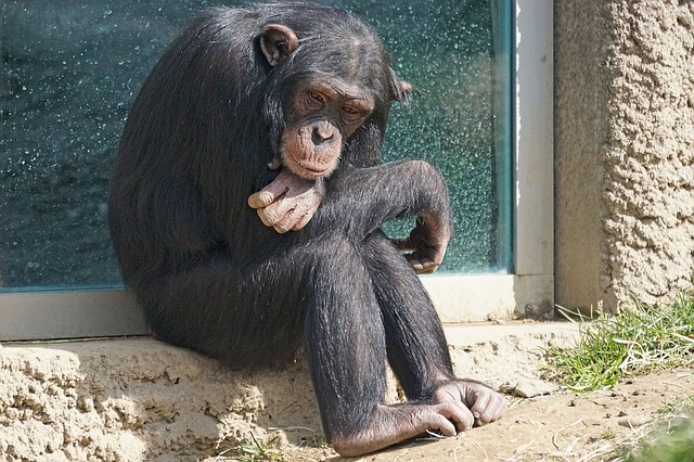 chimpanzee-1273601_640.jpg