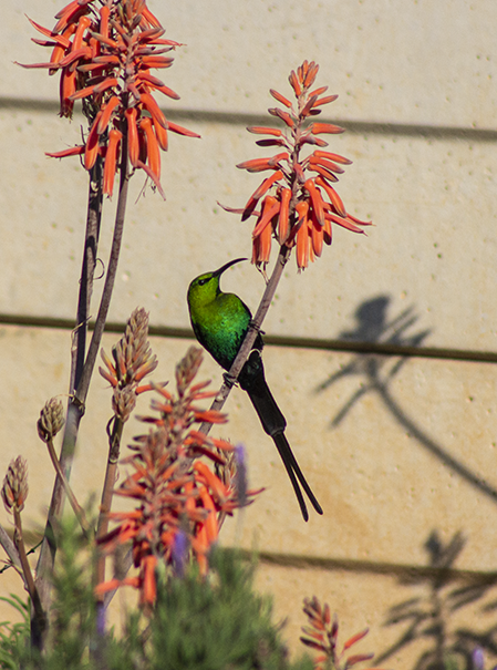 Sunbird Visiting.png