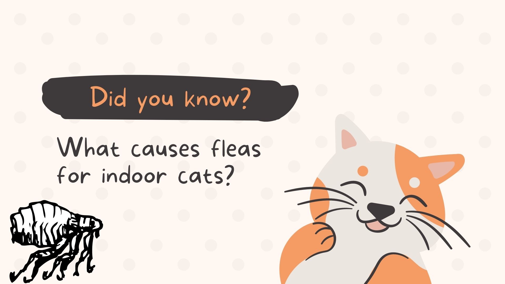 What causes fleas for indoor cats.jpg