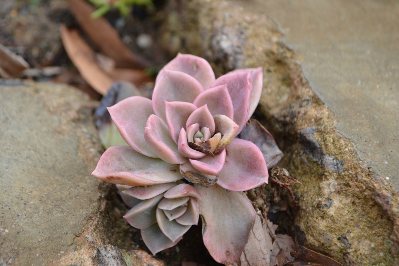 Another unknown succulent - this one gets full sun, so has gotten a little sunburnt with the longer days! It'll adjust soon and turn a milky-blue green.