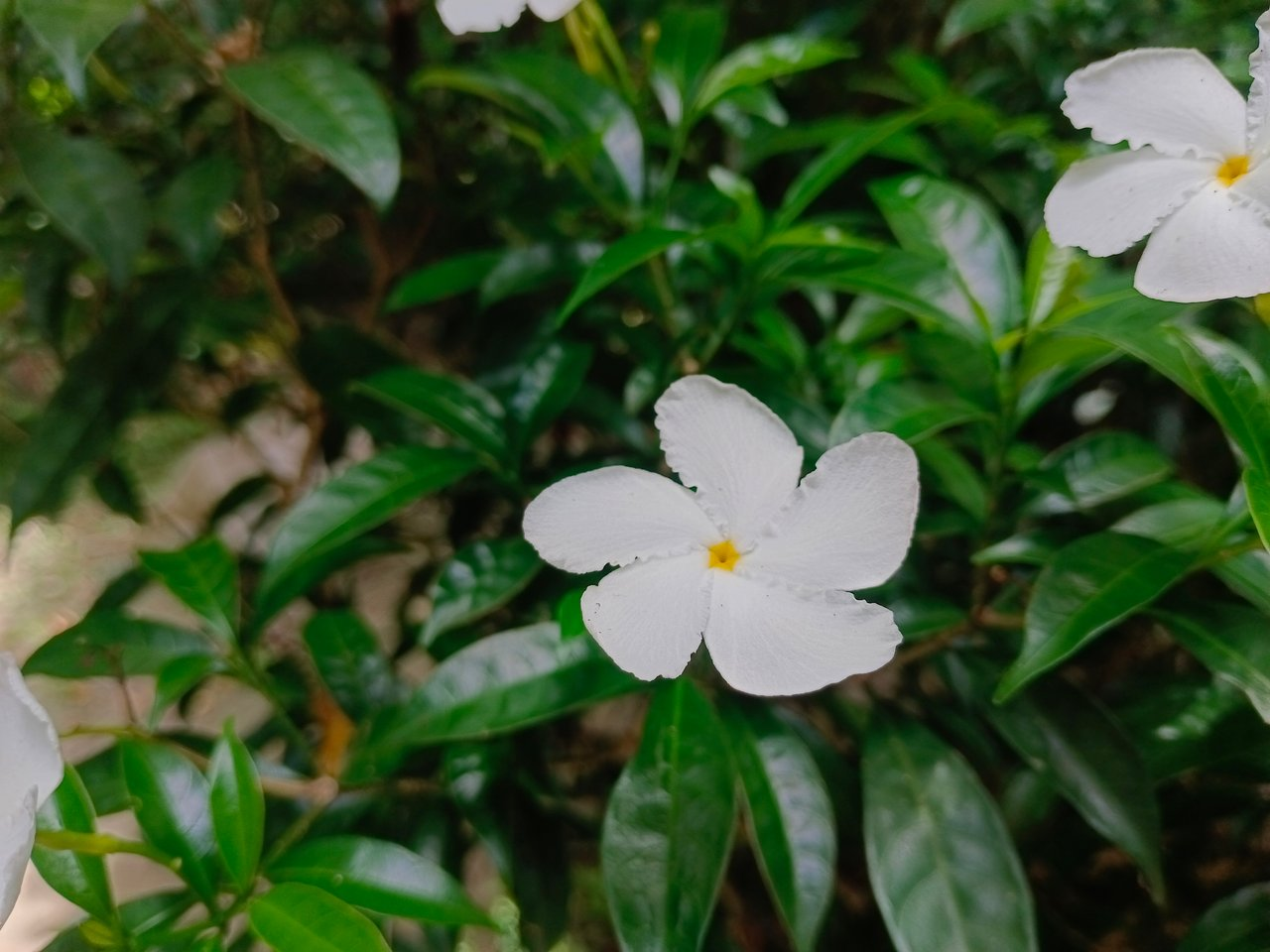 Flowers Photography
