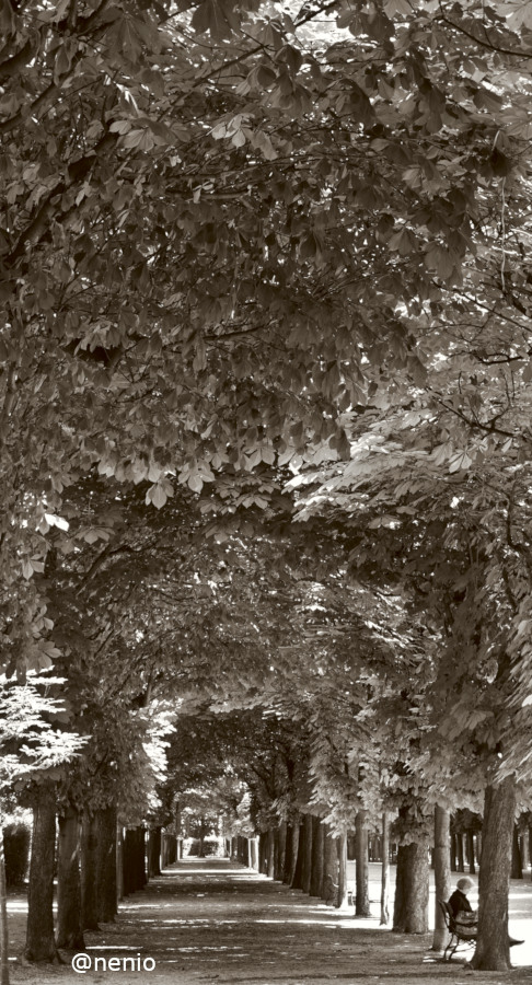 tunel-arboles-001-sepia.JPG