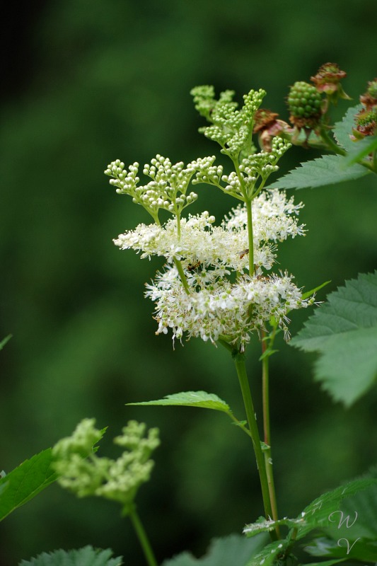 https://images.hive.blog/DQmT3RU2keU9SniJvzf2UgsSu7JLqzi9u2CC3uvZkVy7wNC/gadens-shade-plants-filipendula.jpg