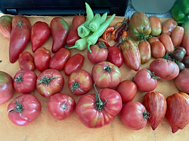 foodiesbeehive-tomatoes-1.jpg