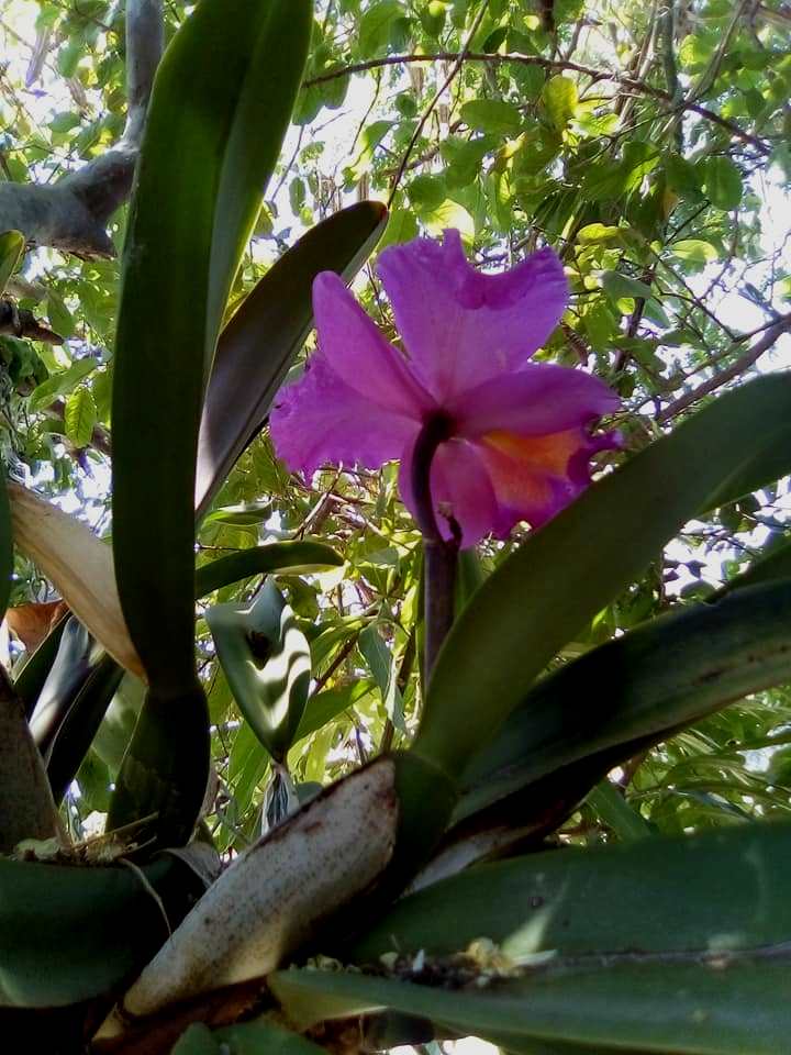 Orquidea.jpg